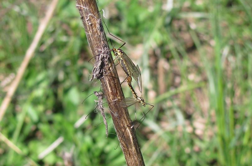 Nephrotoma sp., (Tipulidae)